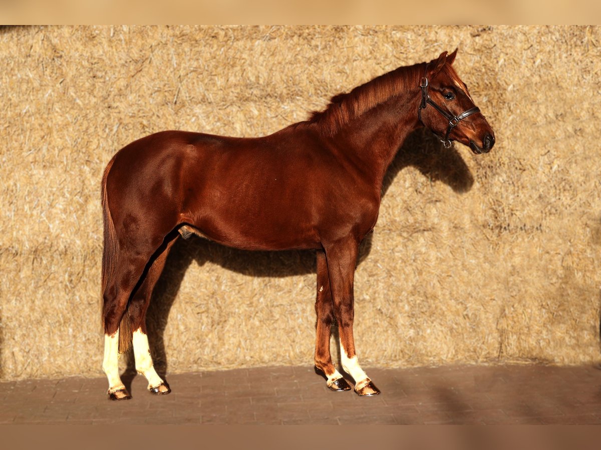 Belgian Warmblood Gelding 2 years 15,3 hh Chestnut in Moergestel