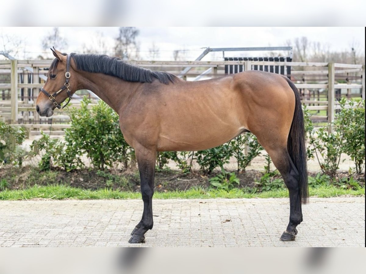 Belgian Warmblood Gelding 3 years 15,3 hh Brown in Wodzisław Śląski