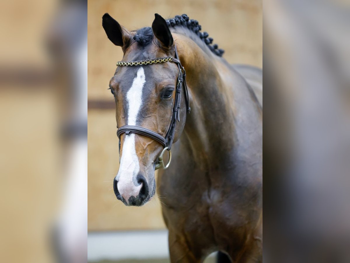 Belgian Warmblood Gelding 3 years 16,1 hh Bay in Kinrooi