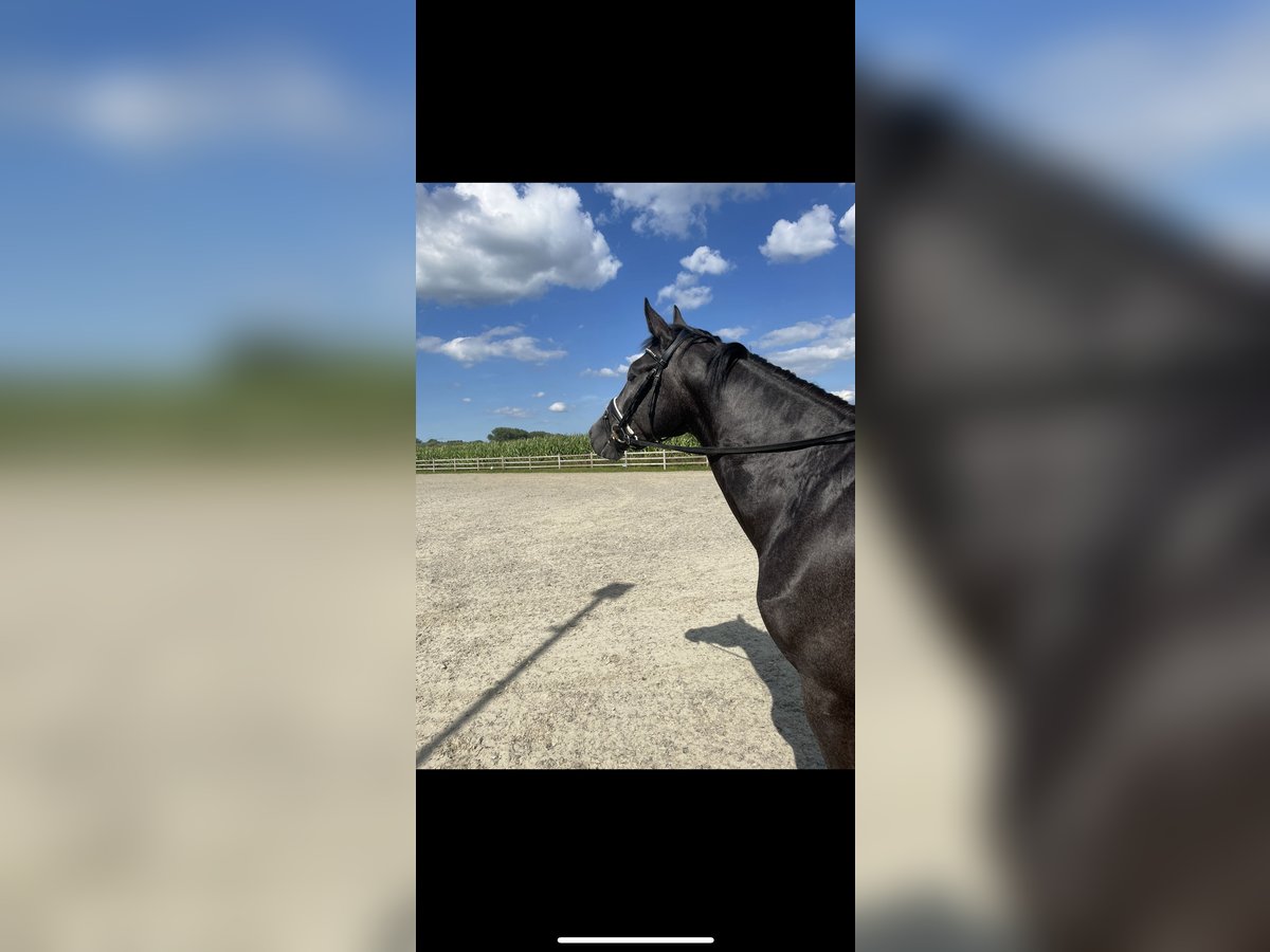 Belgian Warmblood Gelding 3 years 16,1 hh Gray-Blue-Tan in Schuiferskapelle