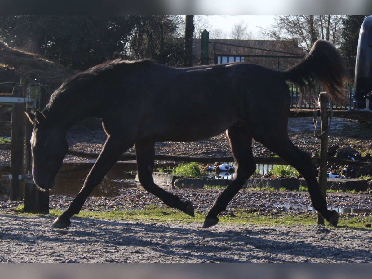 Belgian Warmblood Gelding 3 years 16,1 hh Gray in Alveringem