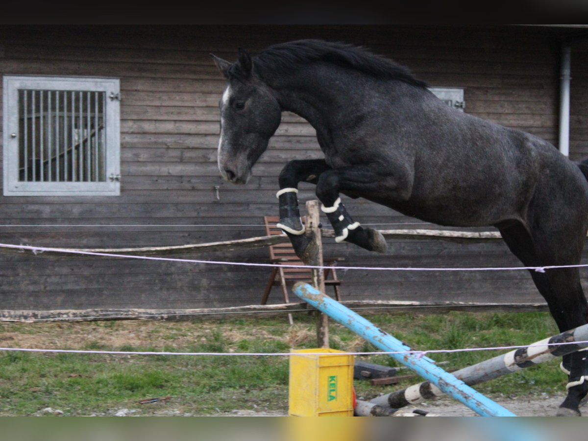 Belgian Warmblood Gelding 3 years 16,1 hh Gray in Alveringem