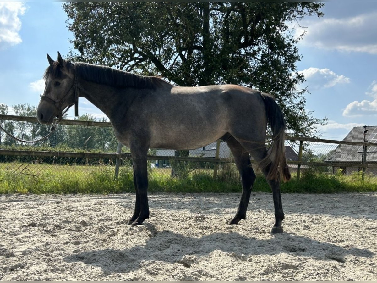 Belgian Warmblood Gelding 3 years 16,1 hh Gray in Denderhoutem