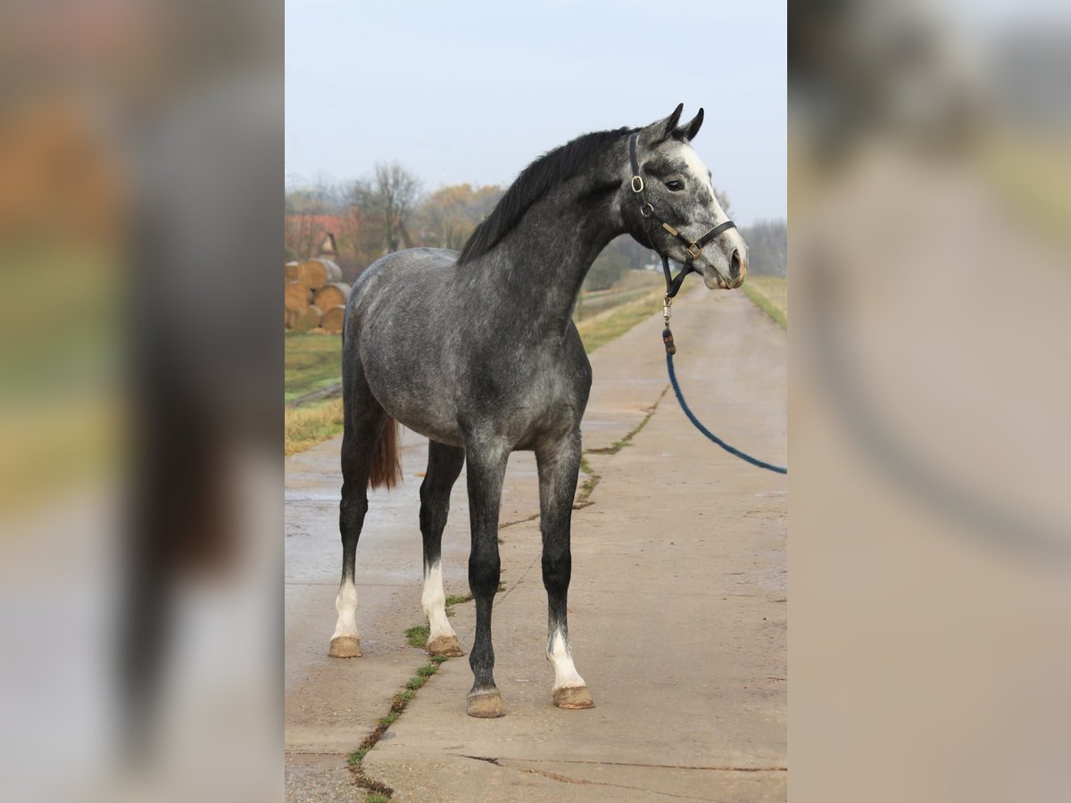 Belgian Warmblood Gelding 3 years 16,1 hh Gray in Hannover