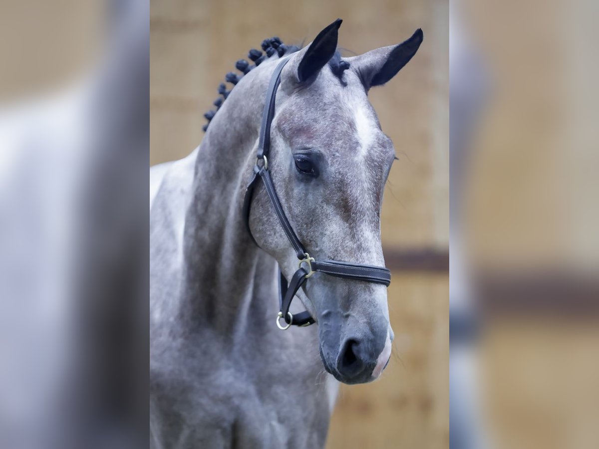 Belgian Warmblood Gelding 3 years 16,1 hh Gray in Kinrooi