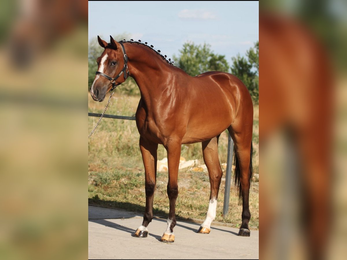 Belgian Warmblood Gelding 3 years 16,2 hh Brown in Borsdorf