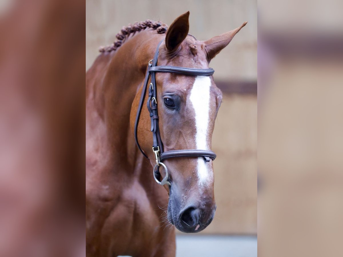 Belgian Warmblood Gelding 3 years 16,2 hh Chestnut-Red in Kinrooi