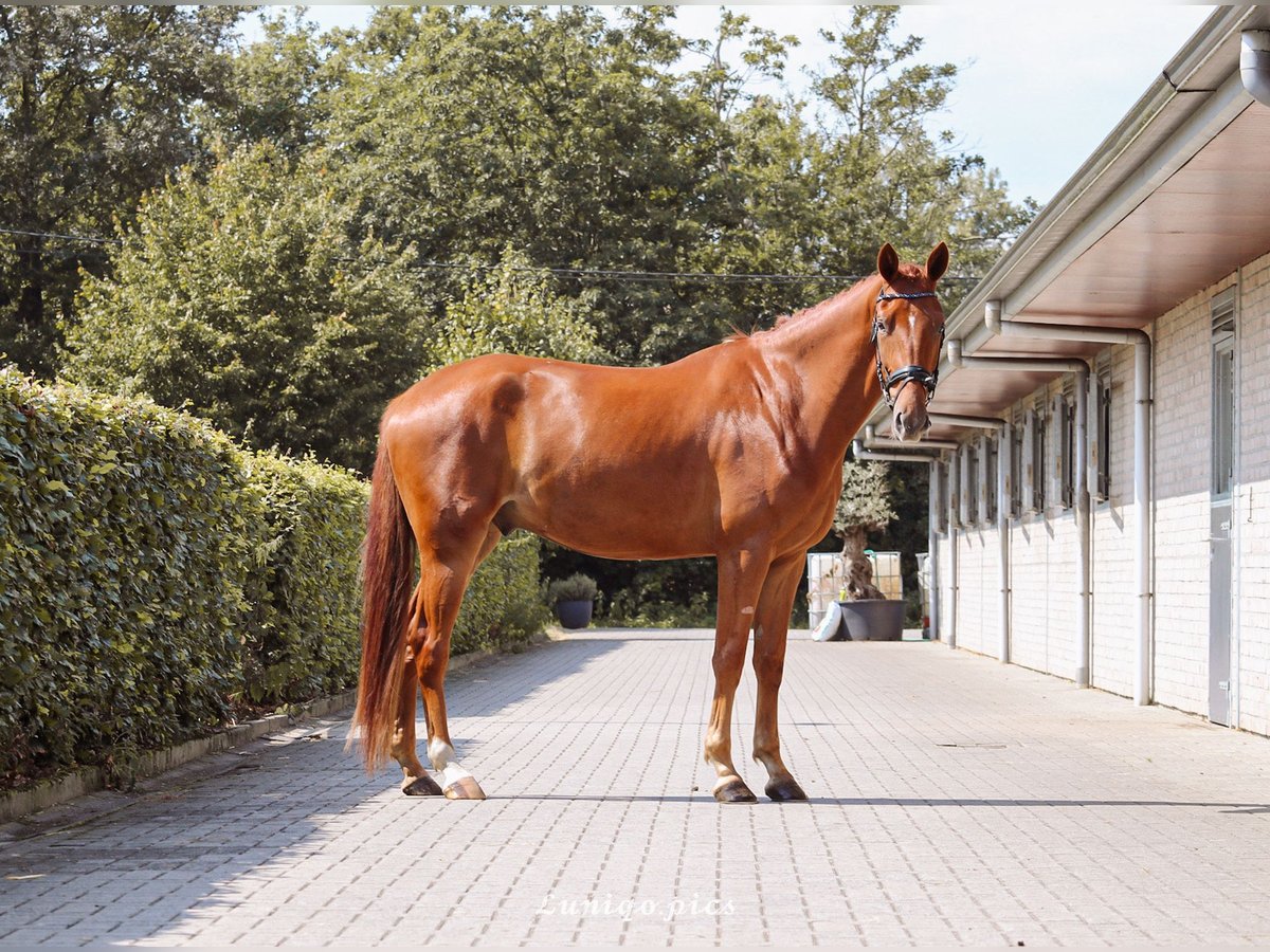 Belgian Warmblood Gelding 3 years 16,3 hh Chestnut-Red in Laakdal