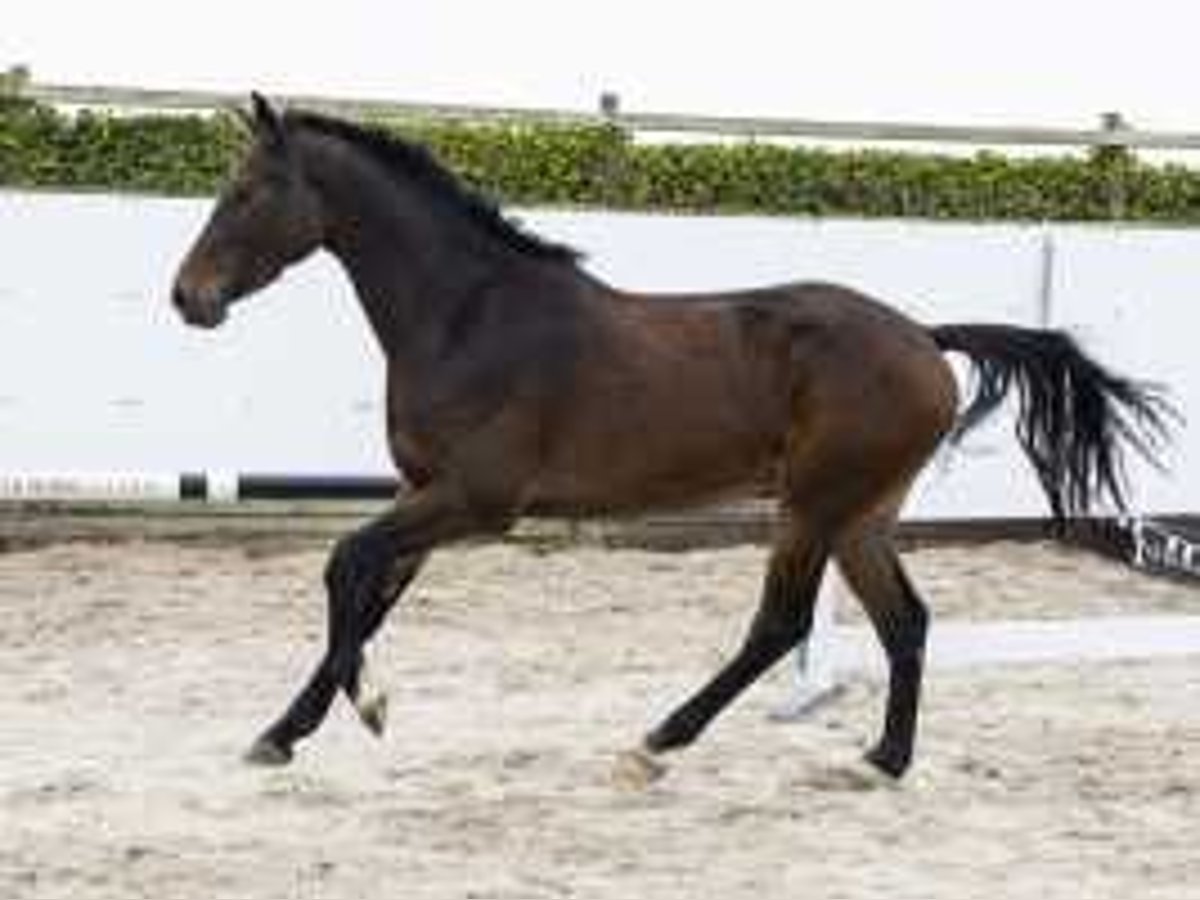 Belgian Warmblood Gelding 3 years 16 hh Bay-Dark in Waddinxveen