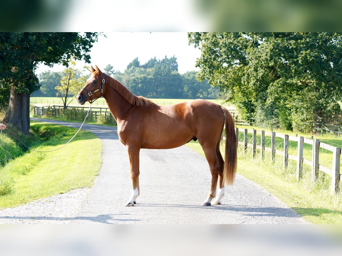 Belgian Warmblood Gelding 3 years 16 hh Chestnut in Northwich, Cheshire