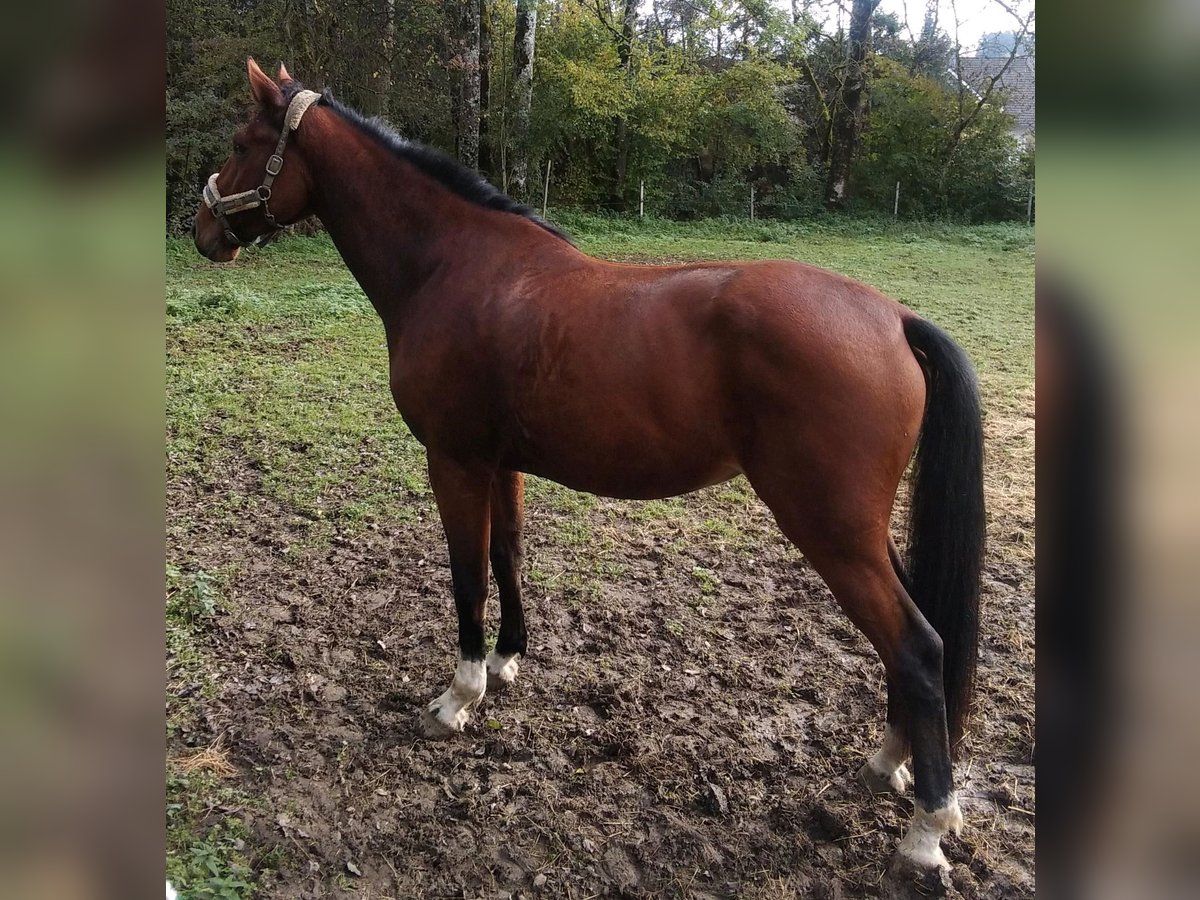 Belgian Warmblood Gelding 3 years 17 hh Brown in Wangen im Allgäu