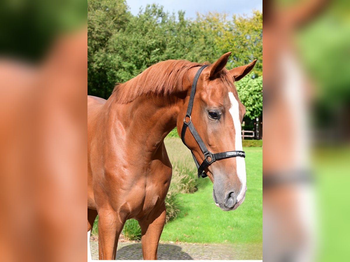 Belgian Warmblood Gelding 3 years 17 hh Chestnut-Red in Bladel