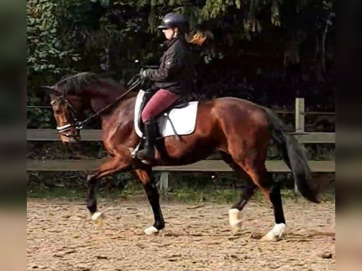 Belgian Warmblood Gelding 4 years 15,3 hh Brown in W&#xFC;lfrath