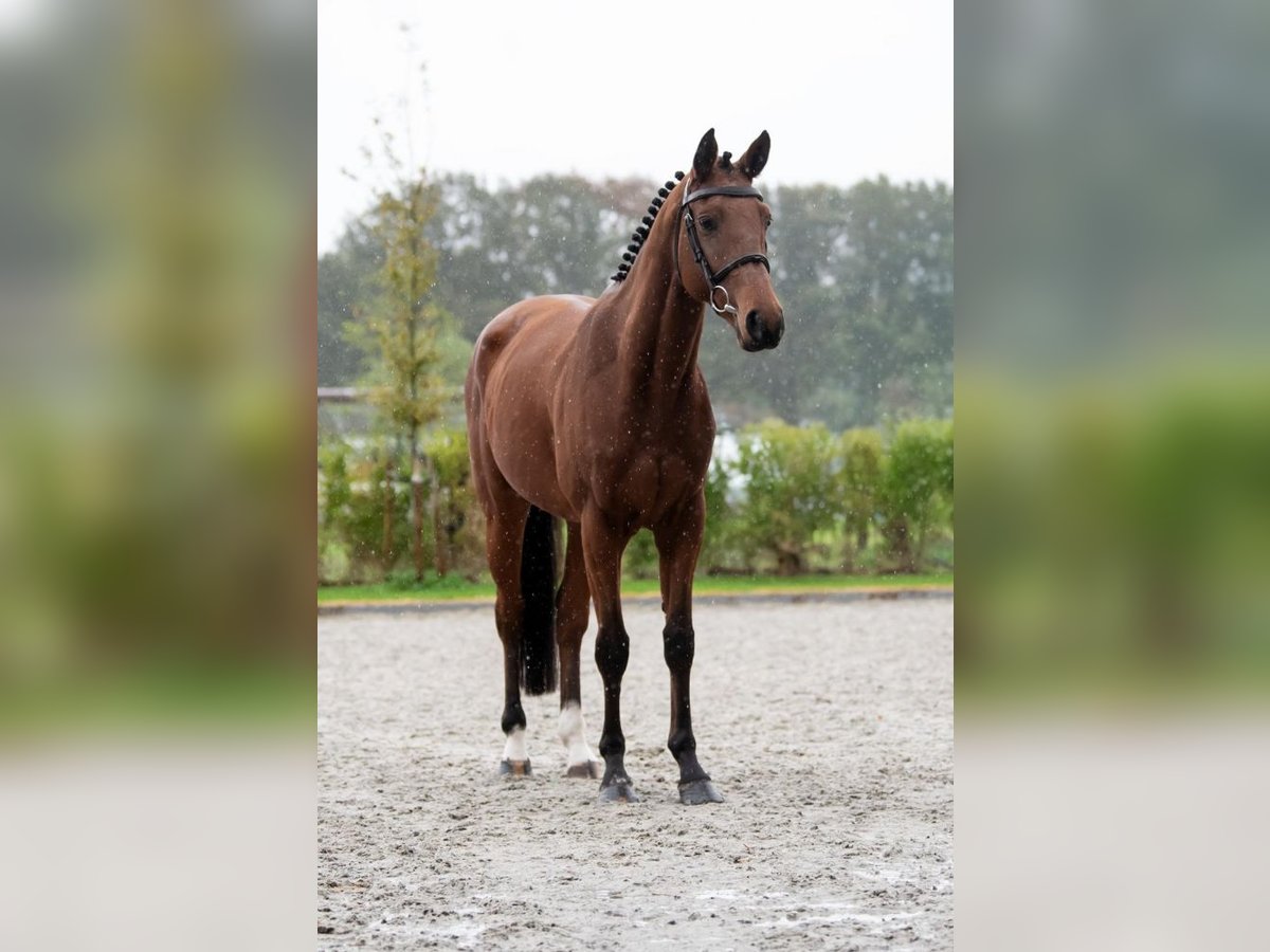 Belgian Warmblood Gelding 4 years 15,3 hh Brown in Bladel