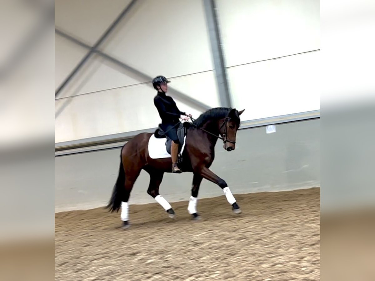 Belgian Warmblood Gelding 4 years 16,1 hh Bay-Dark in Kortenaken