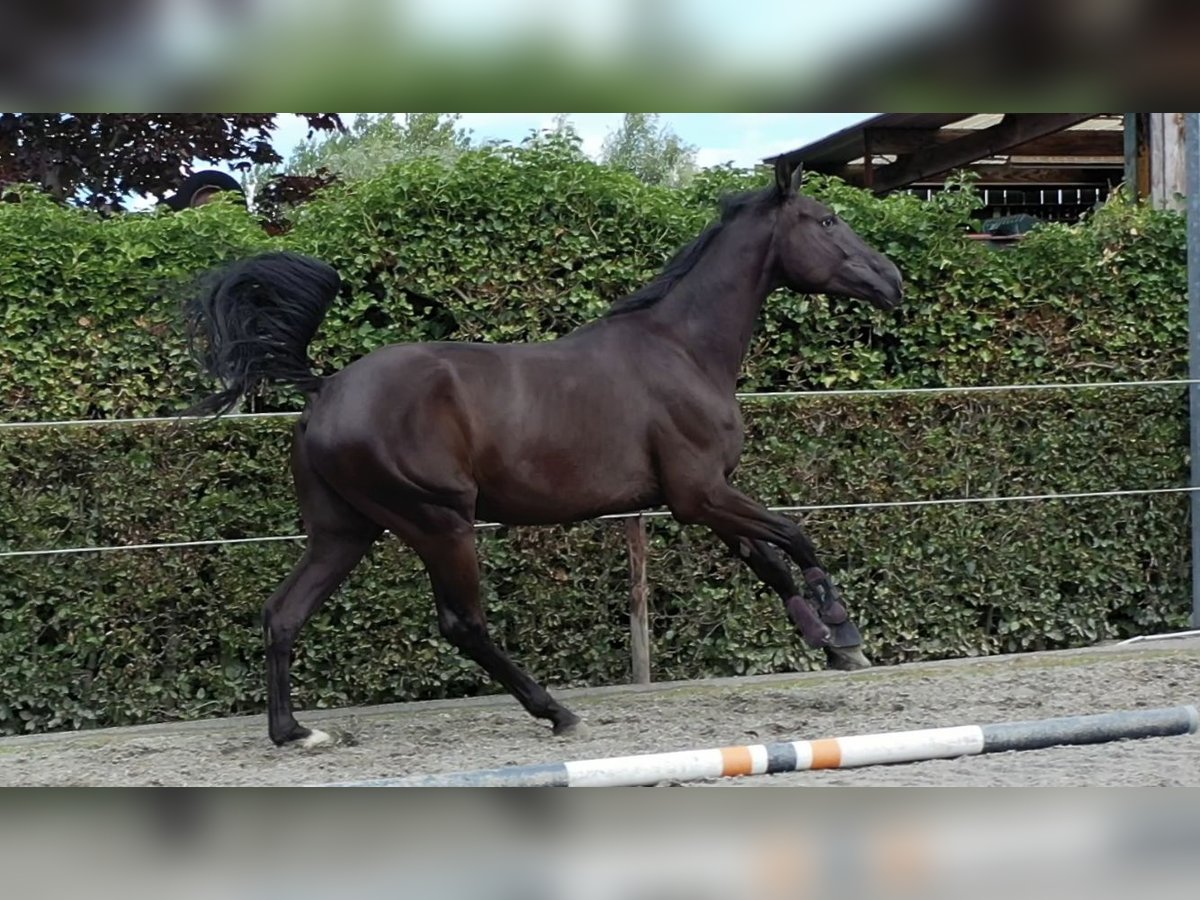 Belgian Warmblood Gelding 4 years 16,2 hh Black in Oosterzele