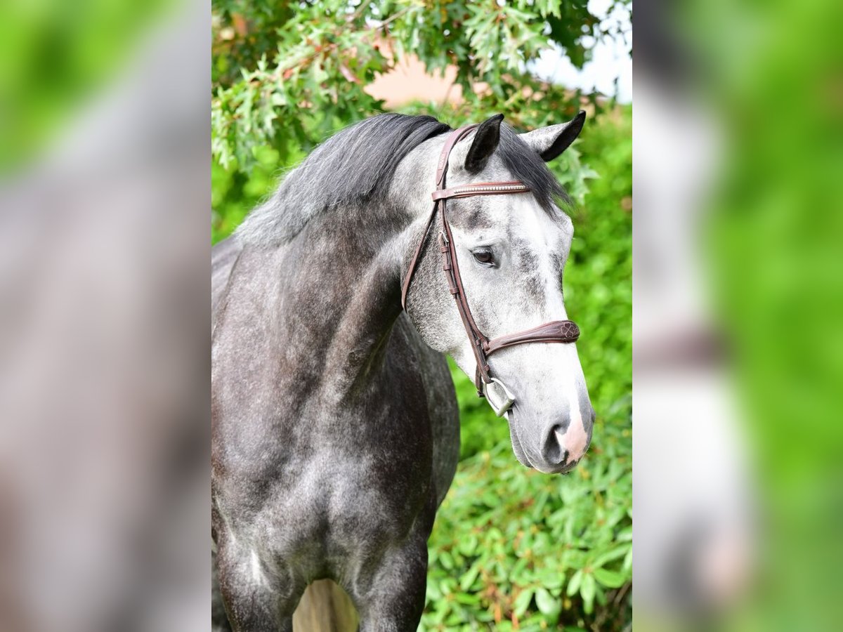 Belgian Warmblood Gelding 4 years 16,2 hh Gray in Bladel