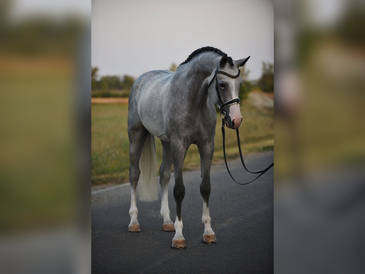 Belgian Warmblood Gelding 4 years 16,3 hh Gray in Snina