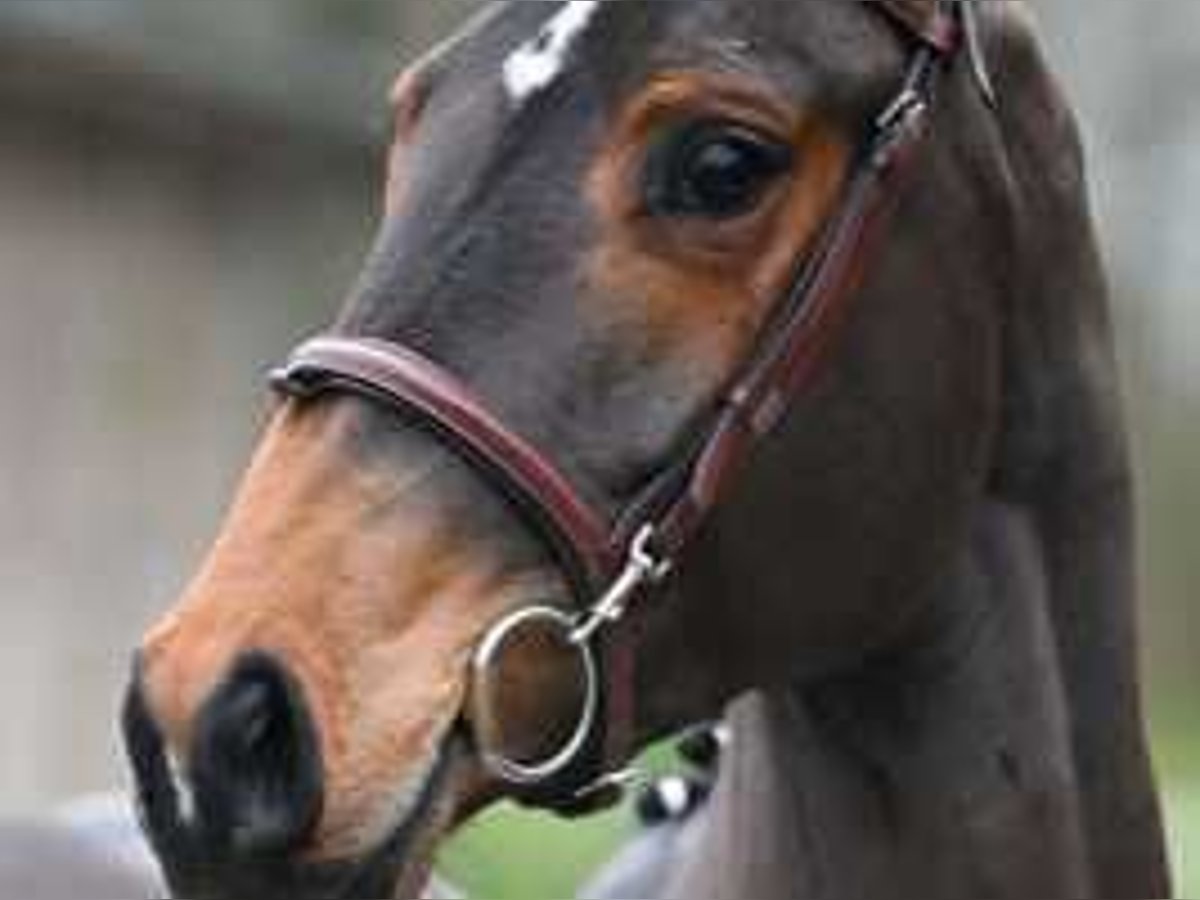 Belgian Warmblood Gelding 4 years 16 hh Bay in Sint-Niklaas