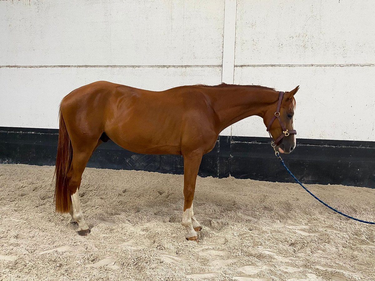 Belgian Warmblood Gelding 4 years 16 hh Chestnut-Red in Koekelare