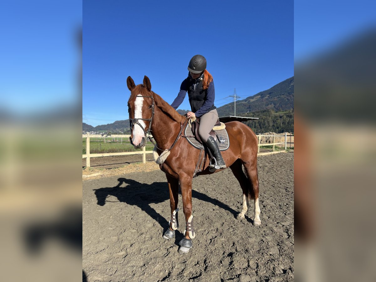 Belgian Warmblood Gelding 4 years 16 hh Chestnut-Red in Schlins