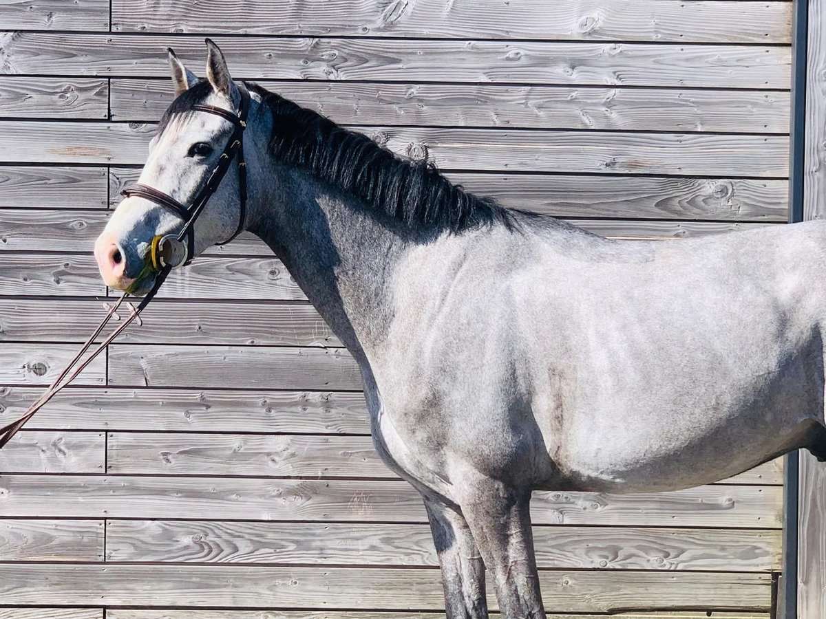 Belgian Warmblood Gelding 4 years 16 hh Gray in Fuente El Saz De Jarama
