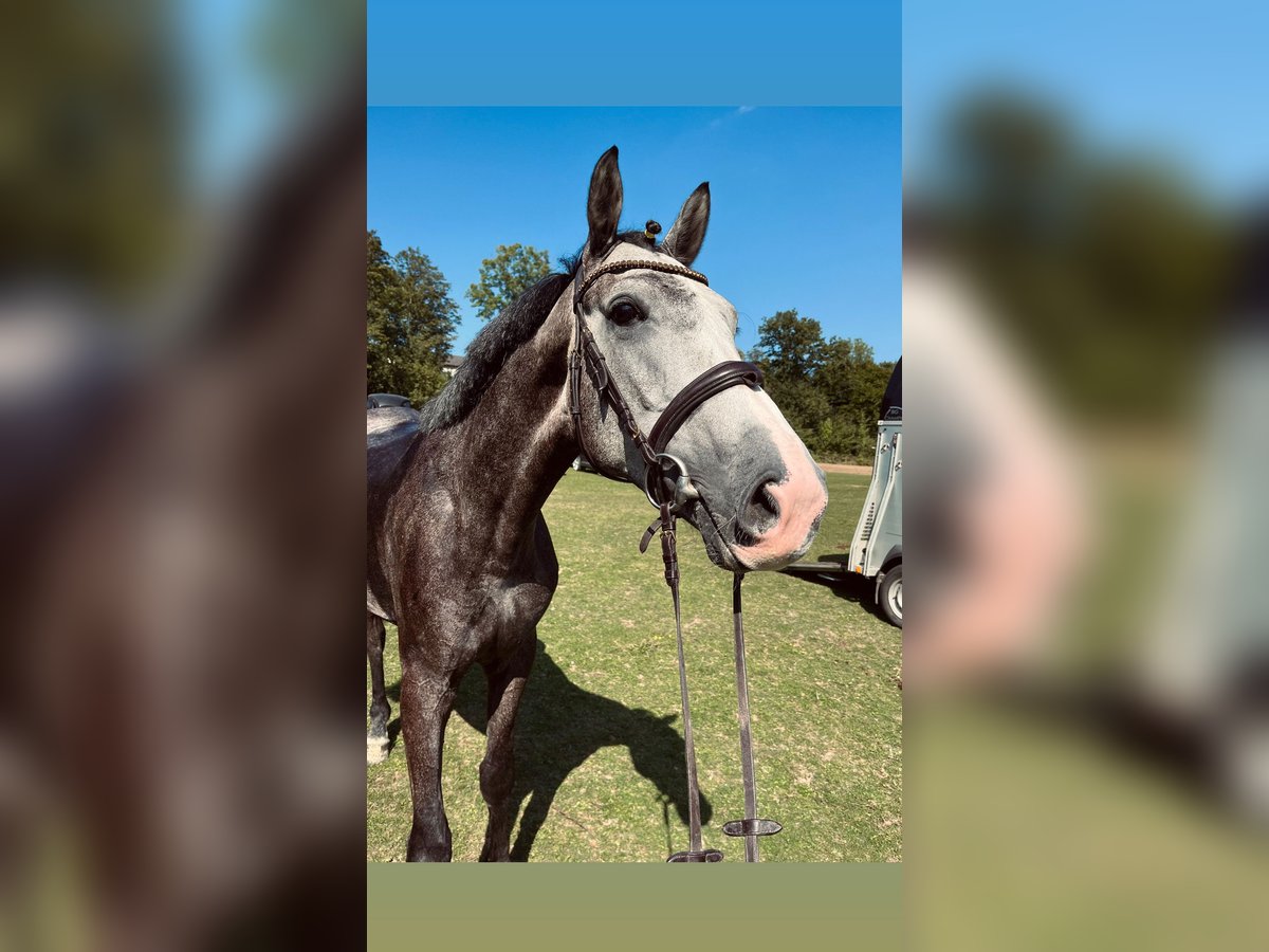 Belgian Warmblood Gelding 4 years 16 hh Gray in Dortmund