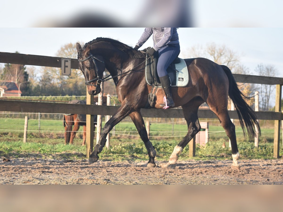 Belgian Warmblood Gelding 4 years 16,1 hh Bay-Dark in Achtmaal