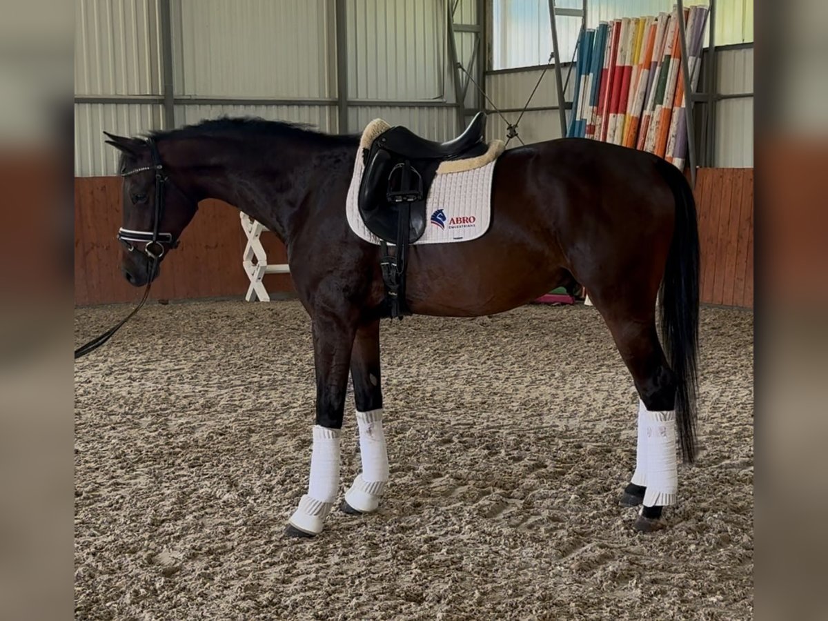 Belgian Warmblood Gelding 4 years 16,2 hh Bay-Dark in Traidendorf