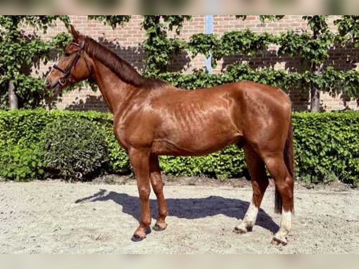Belgian Warmblood Gelding 4 years 16,2 hh Chestnut in Bladel