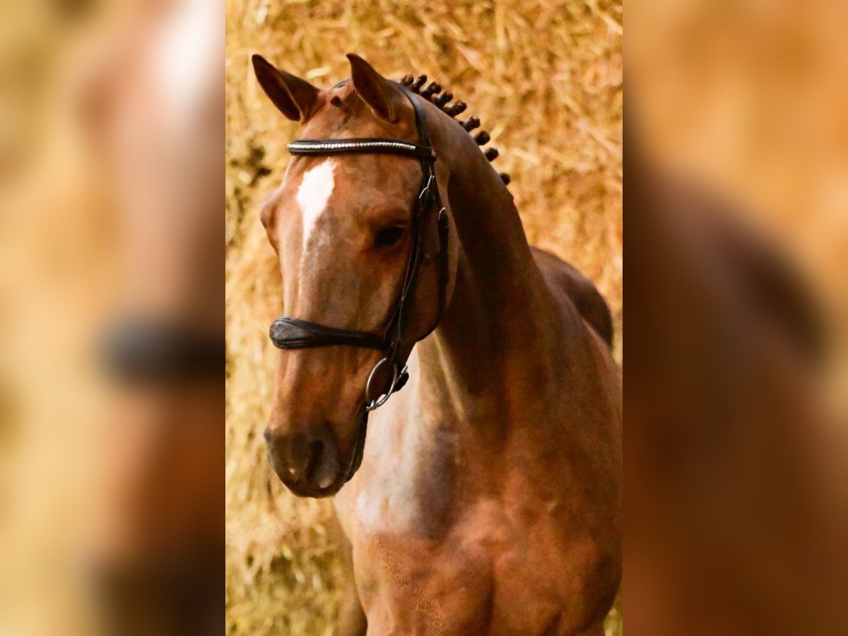 Belgian Warmblood Gelding 4 years 16,2 hh Chestnut-Red in Forch