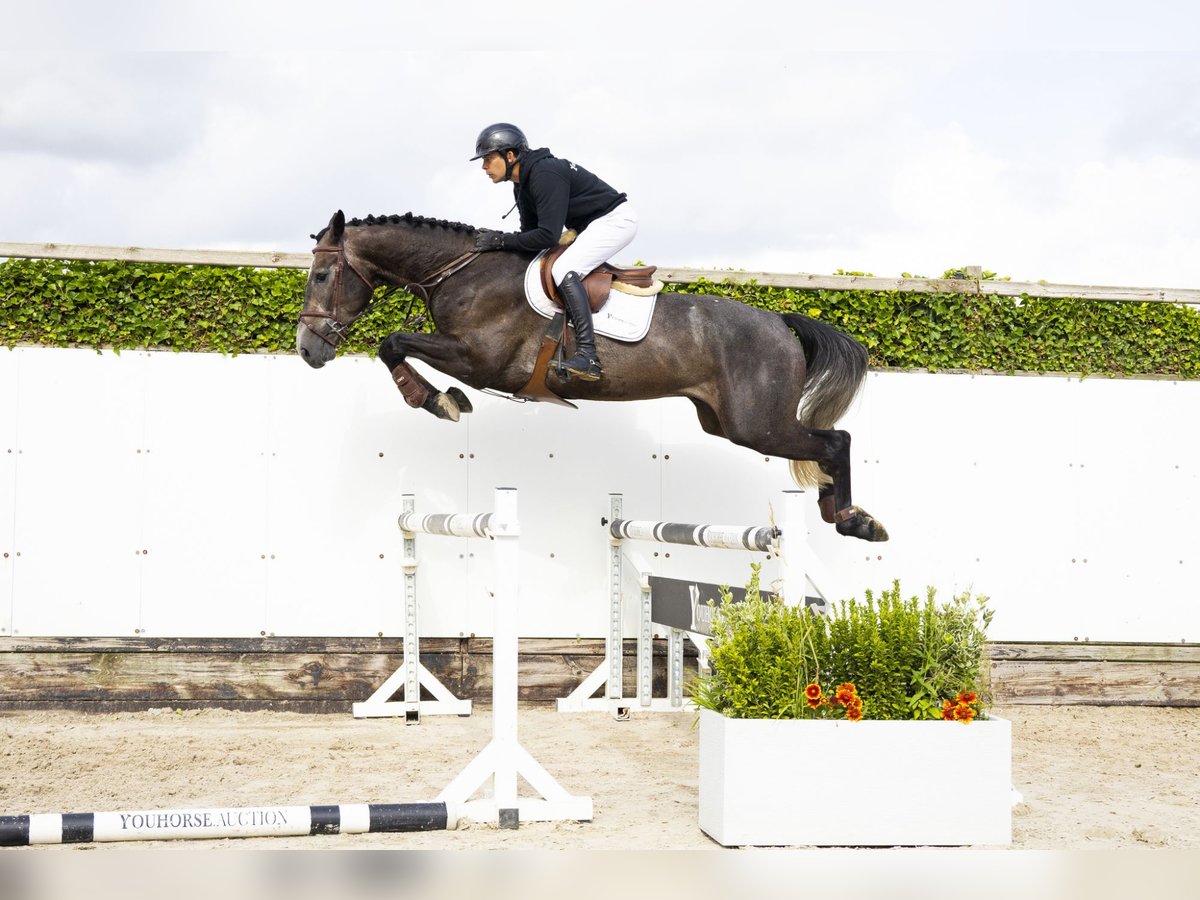 Belgian Warmblood Gelding 4 years 16,2 hh Grey in Waddinxveen
