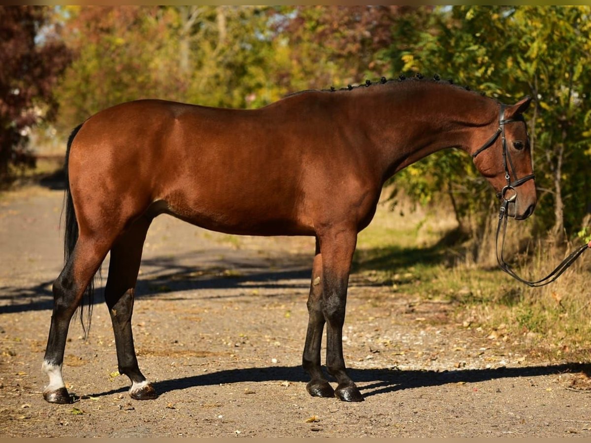 Belgian Warmblood Gelding 4 years 16,3 hh Brown in Debrecen