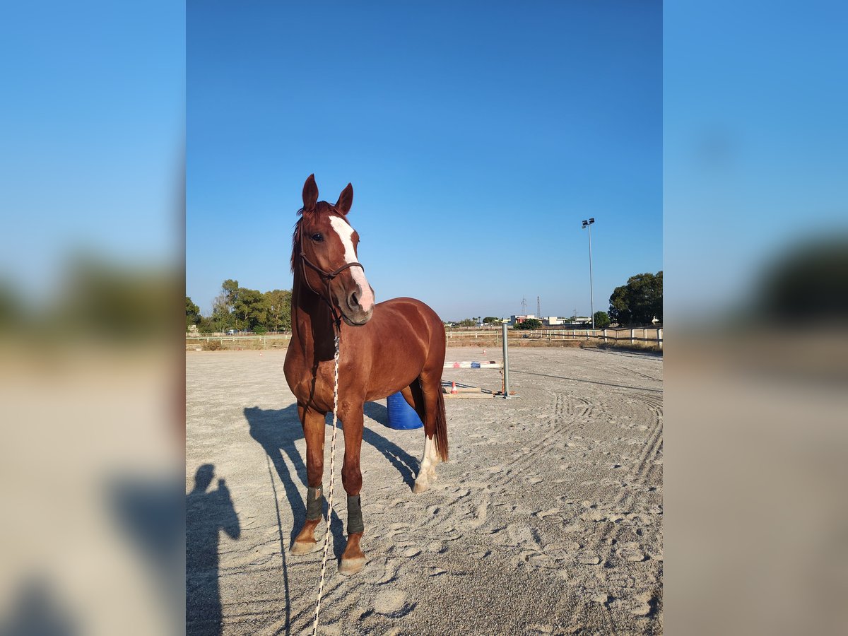 Belgian Warmblood Gelding 4 years 18 hh Chestnut-Red in Arnesano