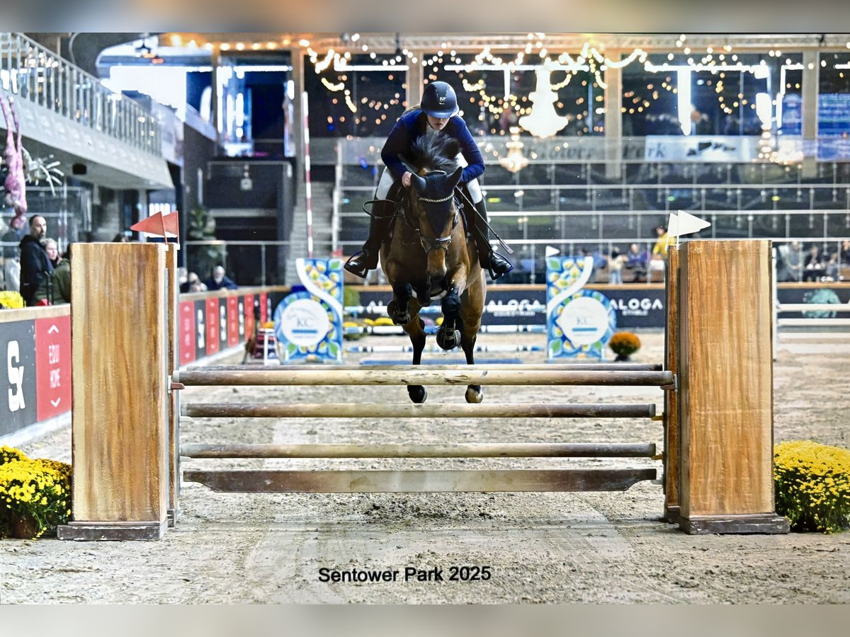 Belgian Warmblood Gelding 5 years 15,2 hh Brown in Bavel