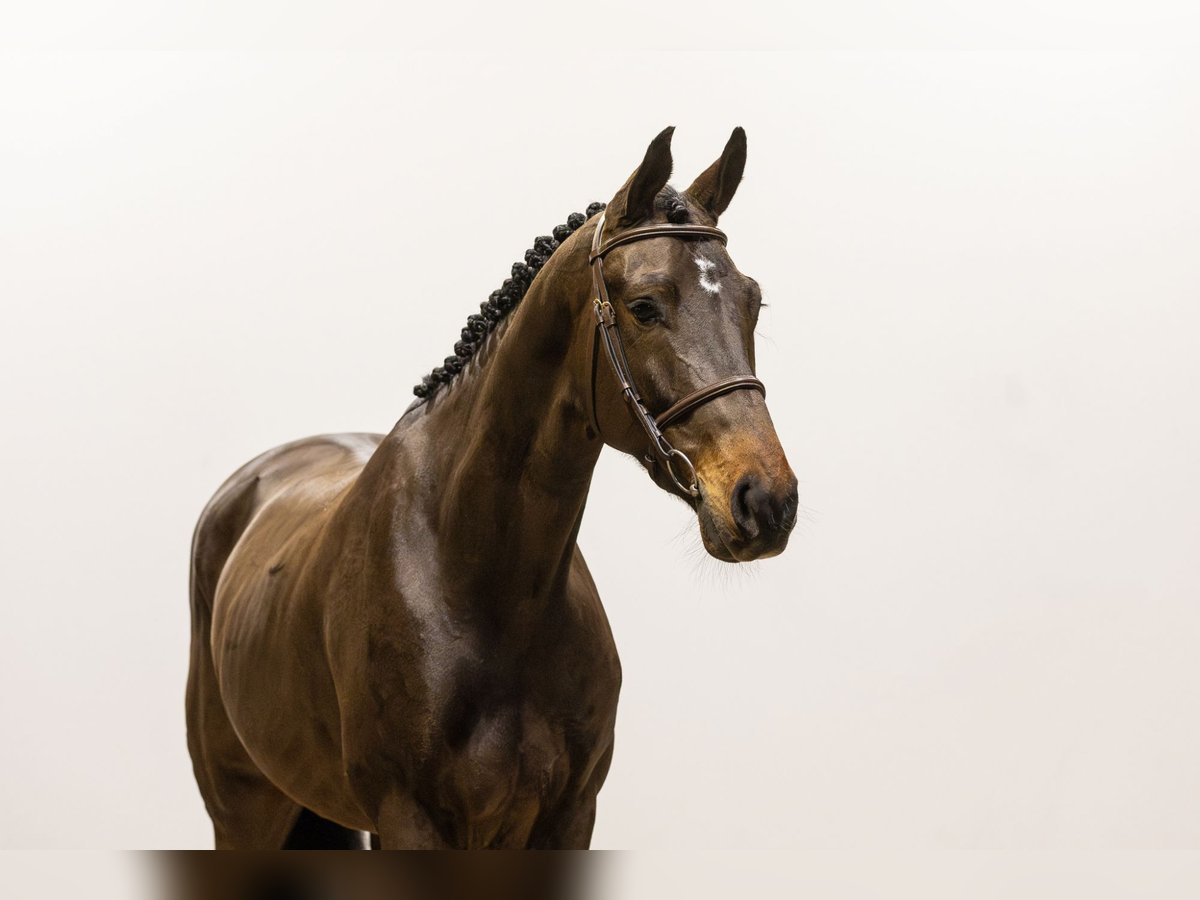 Belgian Warmblood Gelding 5 years 16,1 hh Bay-Dark in Waddinxveen