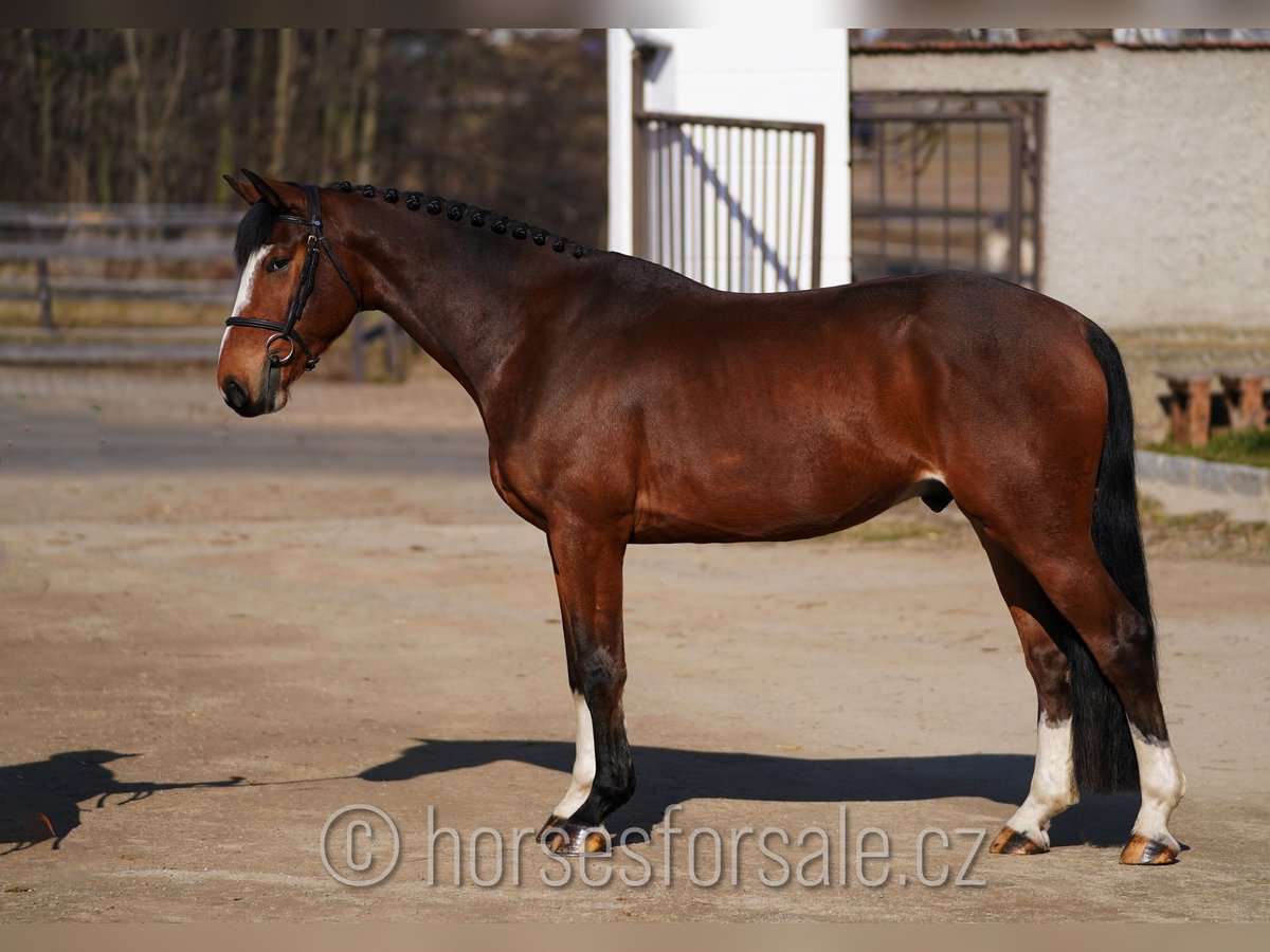 Belgian Warmblood Gelding 5 years 16,1 hh Brown in Benesov