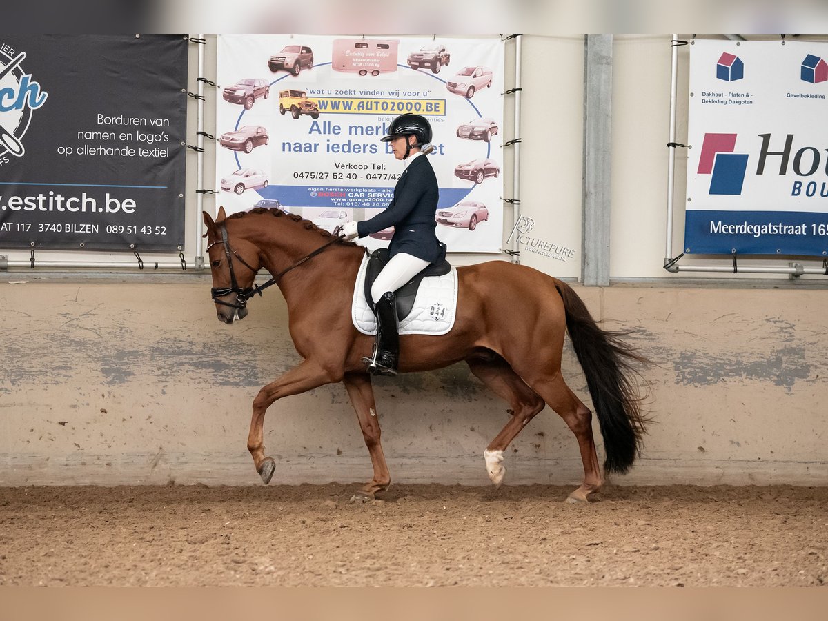 Belgian Warmblood Gelding 5 years 16,1 hh Chestnut-Red in Sint-Katelijne-Waver