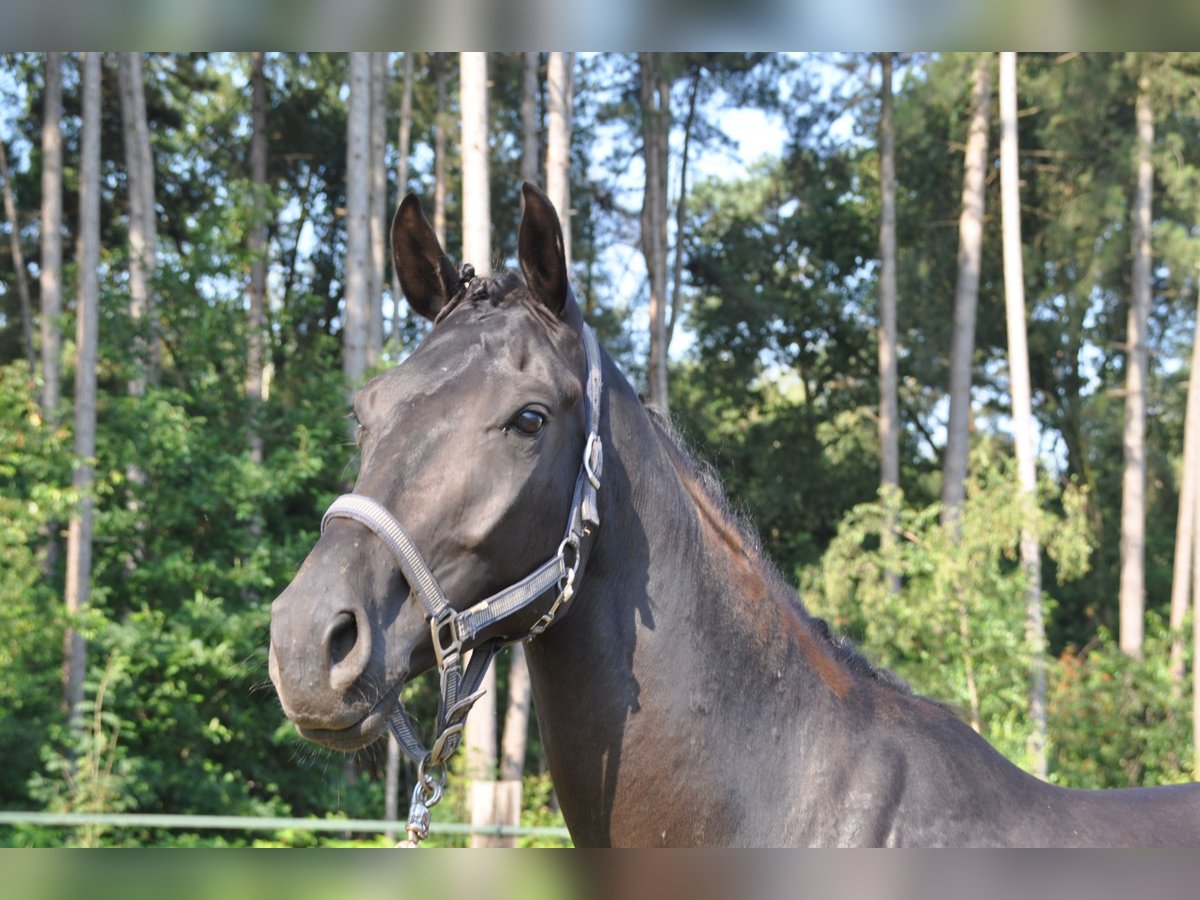 Belgian Warmblood Gelding 5 years 16,2 hh Black in Meerhout