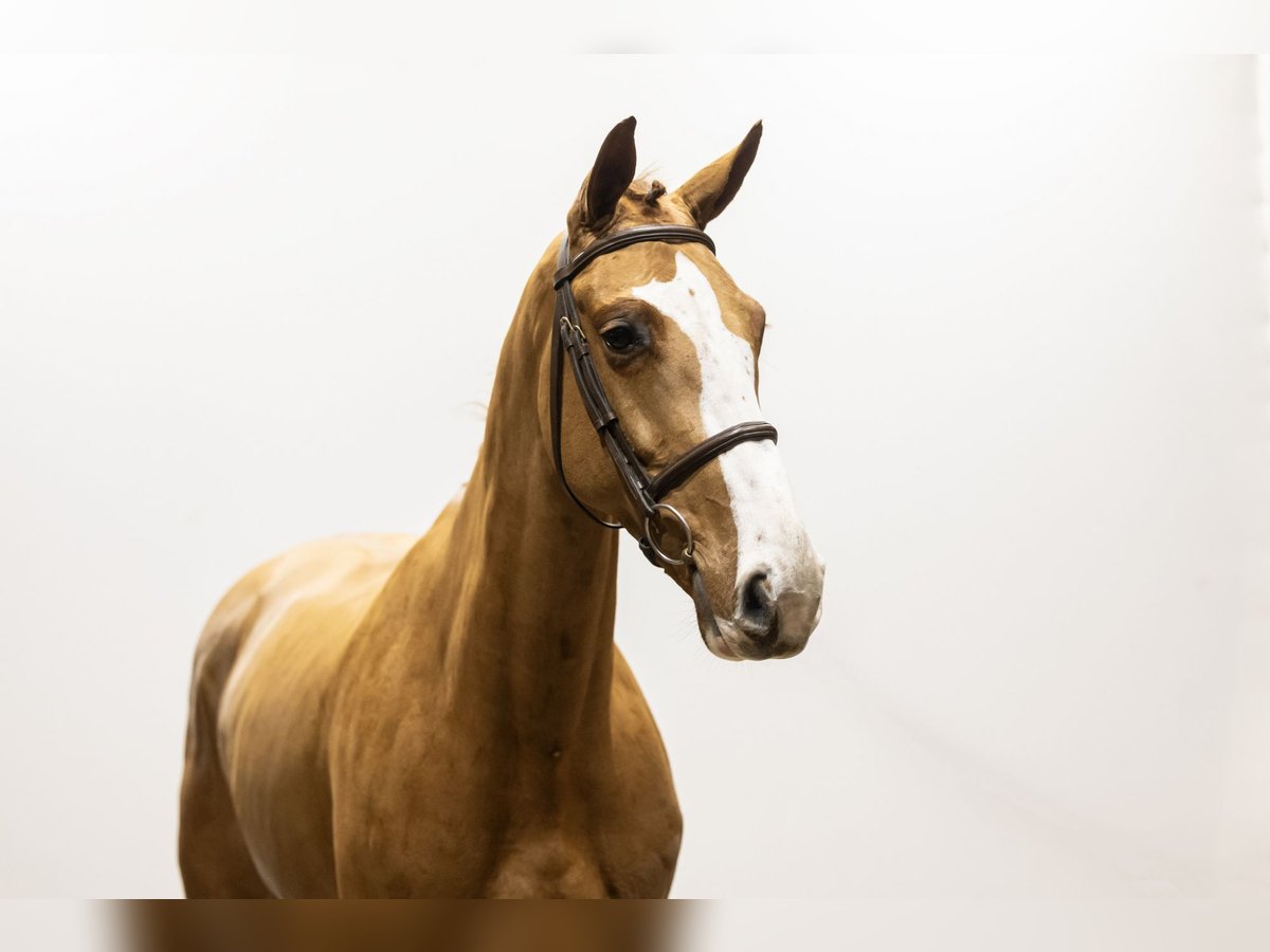 Belgian Warmblood Gelding 5 years 16,2 hh Chestnut-Red in Waddinxveen