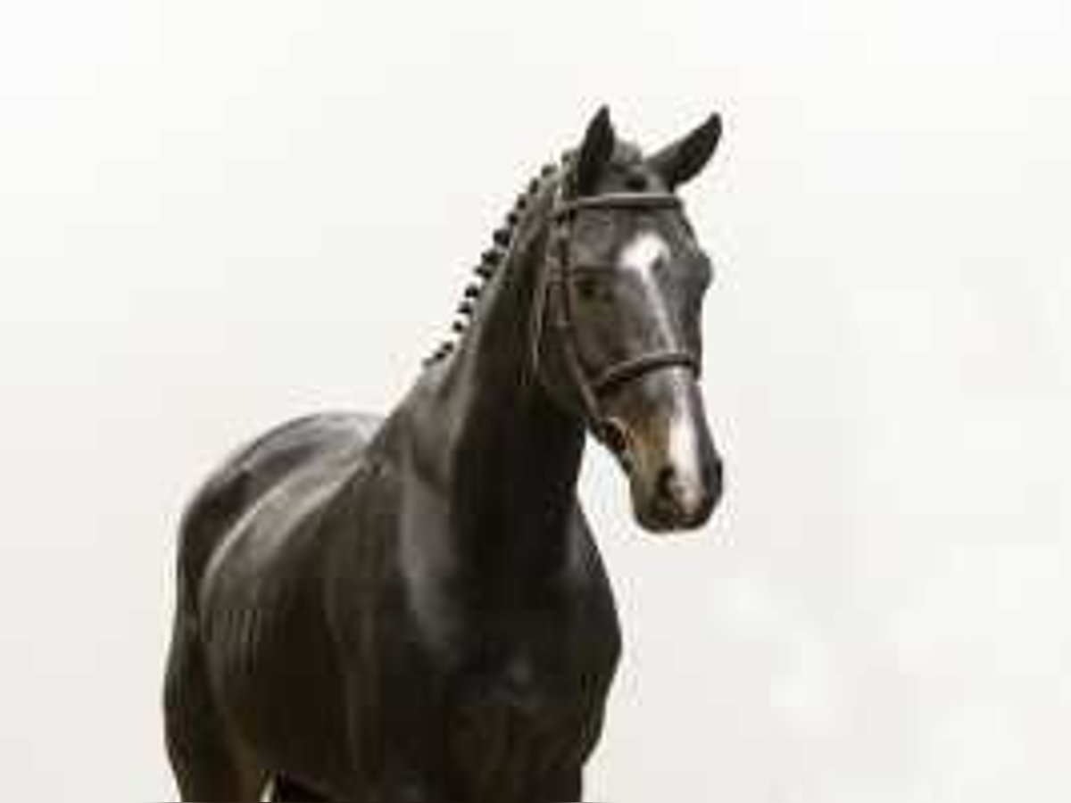 Belgian Warmblood Gelding 5 years 16,2 hh Smoky-Black in Waddinxveen