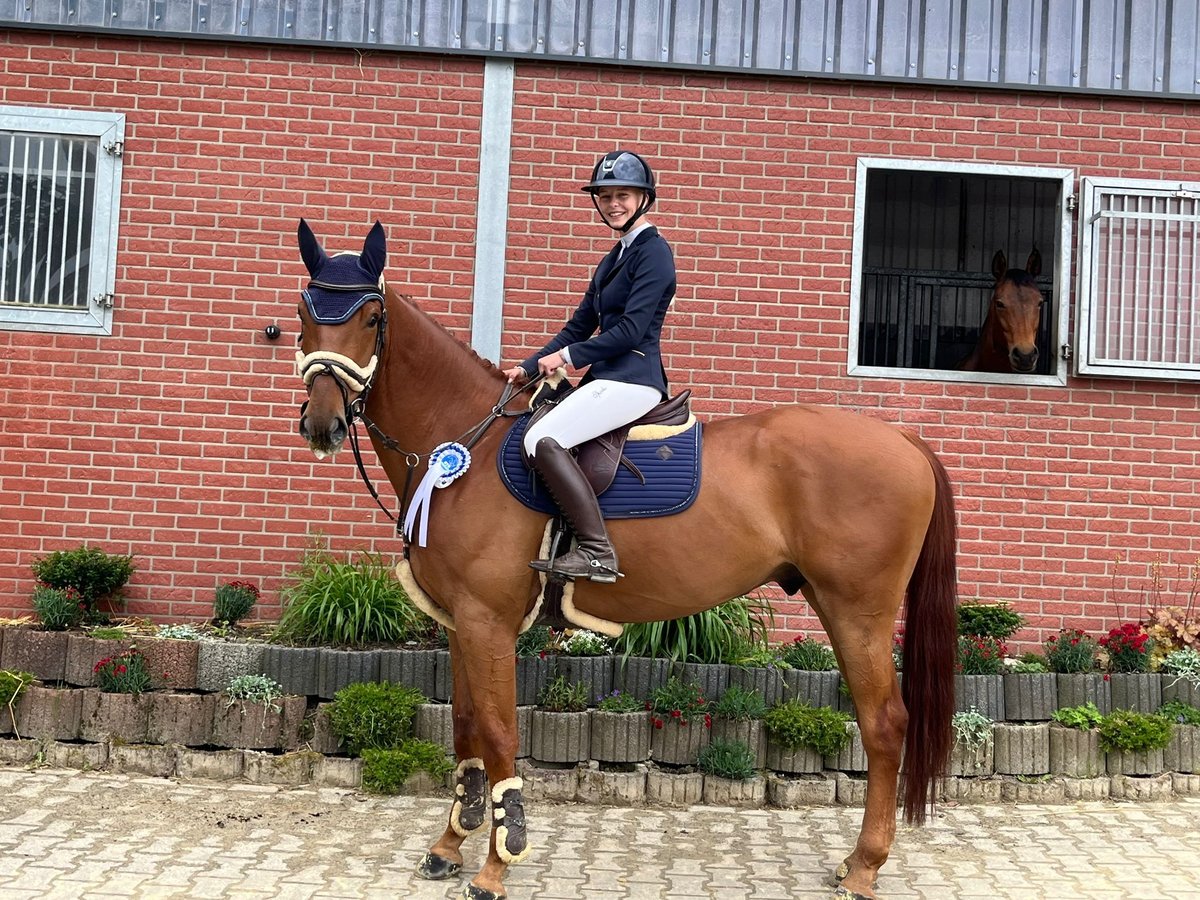 Belgian Warmblood Gelding 5 years 16,3 hh in Mettmann