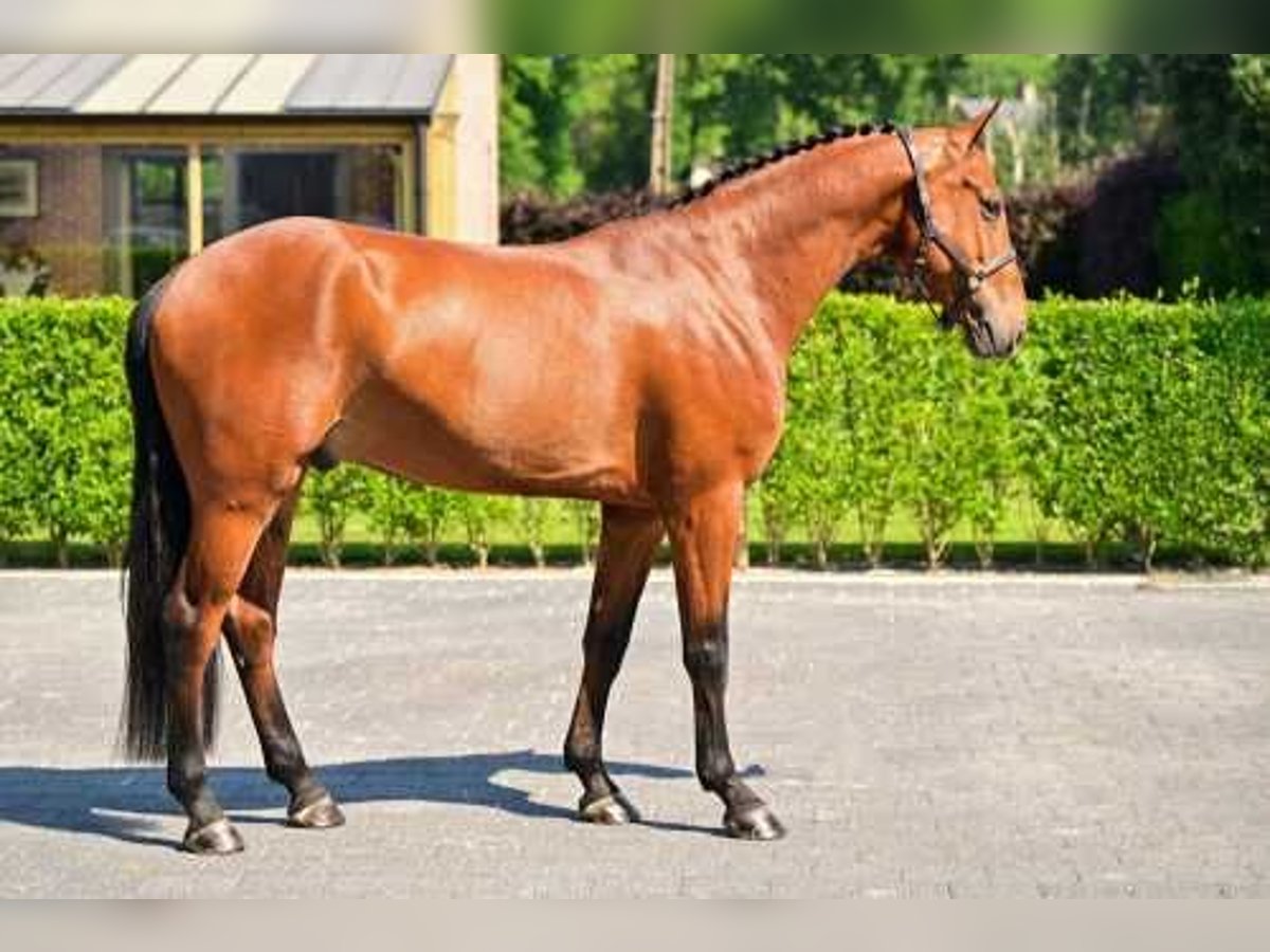 Belgian Warmblood Gelding 5 years 16 hh Brown in Bladel