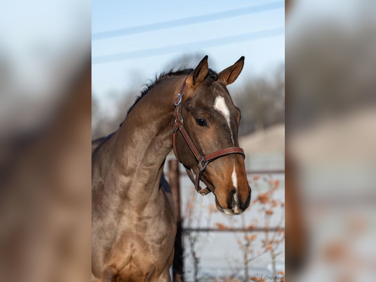 Belgian Warmblood Gelding 5 years 16 hh Brown in Ireland