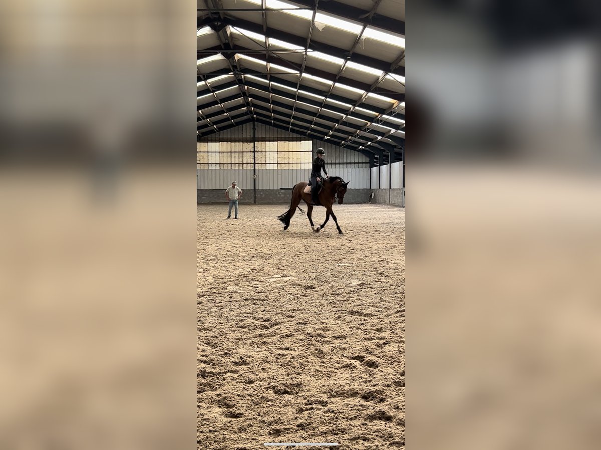 Belgian Warmblood Gelding 5 years 16 hh Brown in Brecht