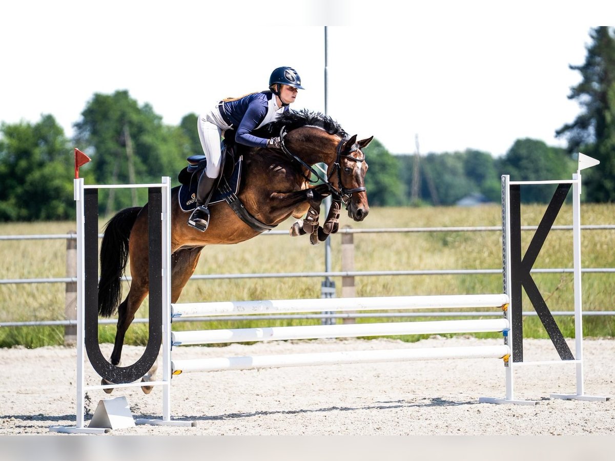 Belgian Warmblood Gelding 5 years 16 hh Brown in P&#x119;powo