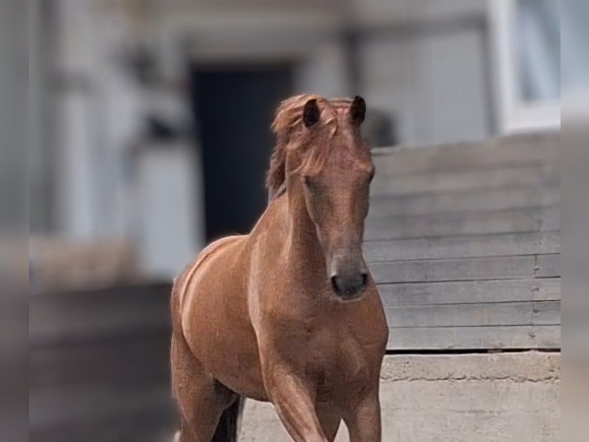 Belgian Warmblood Gelding 5 years 16 hh Chestnut in Mainz