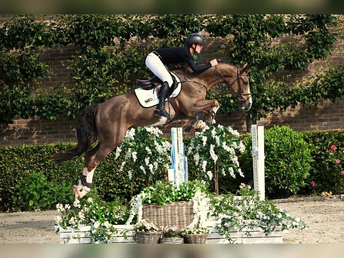 Belgian Warmblood Gelding 5 years 16 hh Chestnut-Red in Bladel
