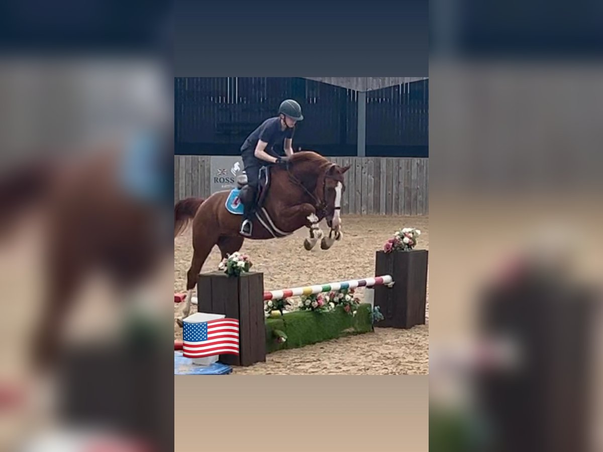 Belgian Warmblood Gelding 5 years 16 hh Chestnut-Red in GROTE-BROGEL