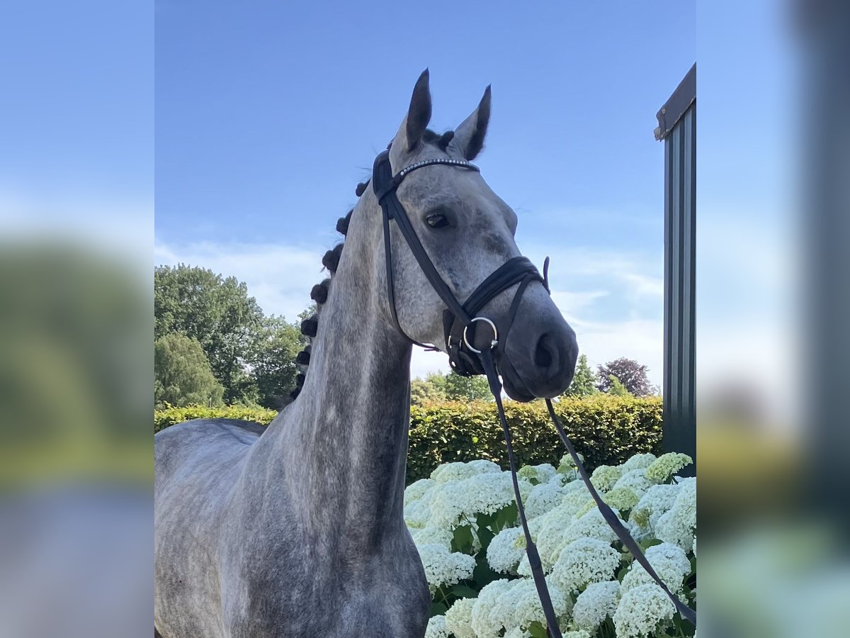 Belgian Warmblood Gelding 5 years 16 hh Gray in Mönchengladbach